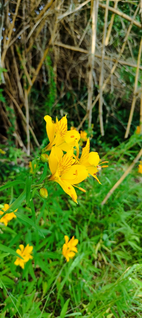 Flora nativa - Flores amarillas